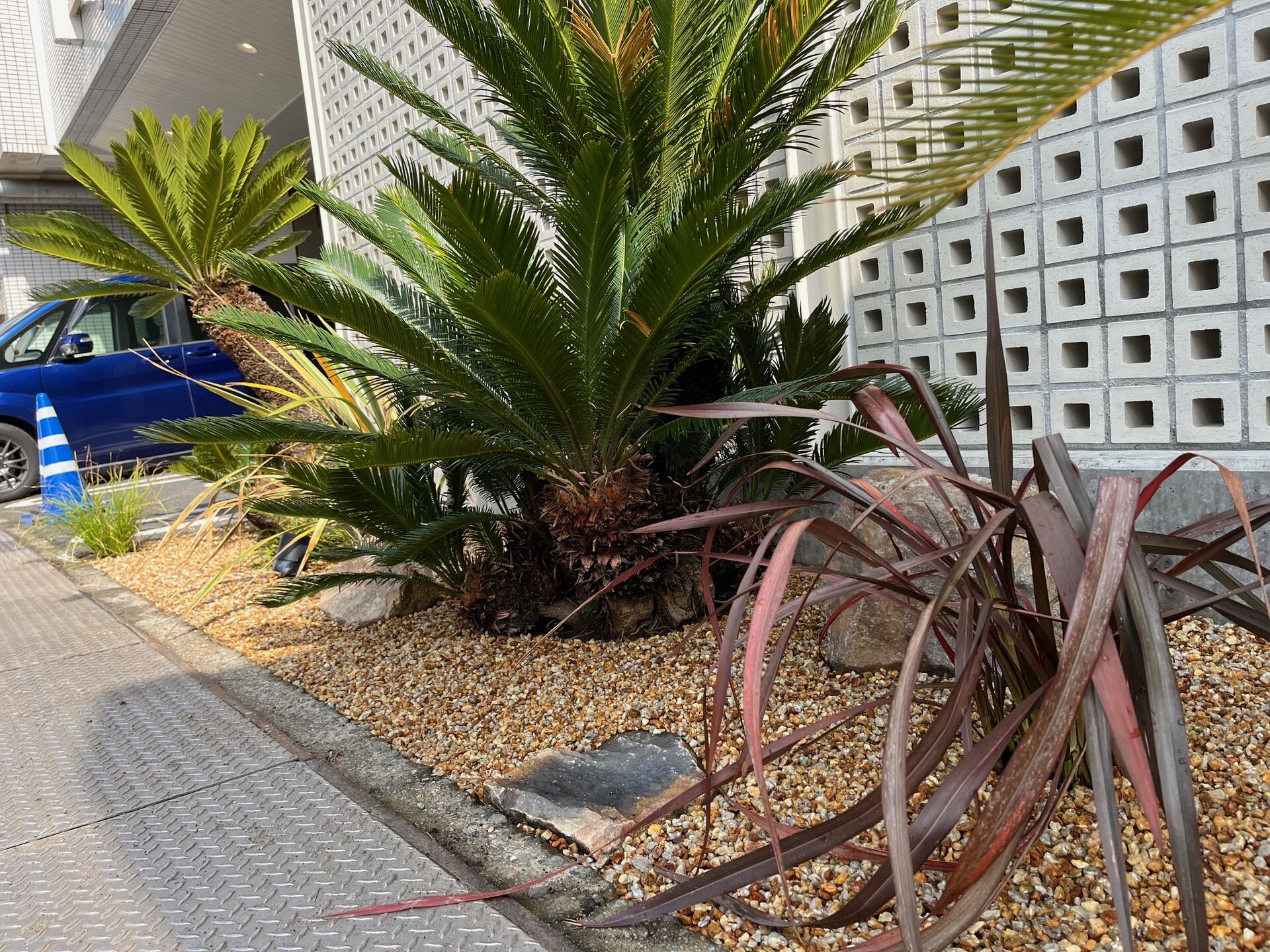 大洗　植栽