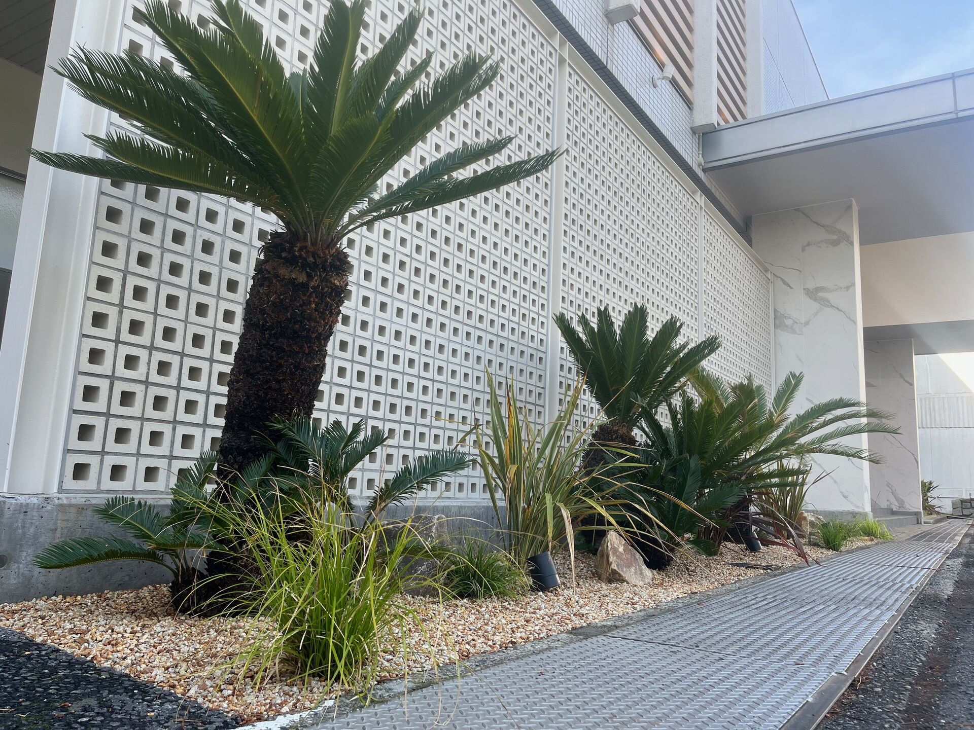 大洗　植栽